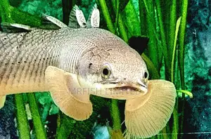 Polytyrus Fish