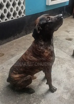 1+ year Male Purebred Boerboel
