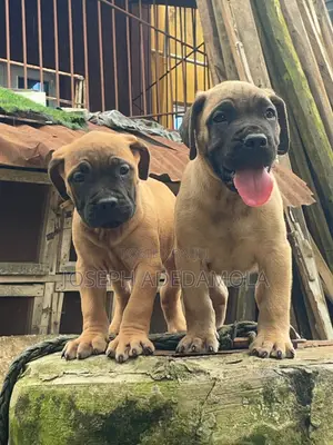 1-3 months Female Purebred Caucasian Shepherd