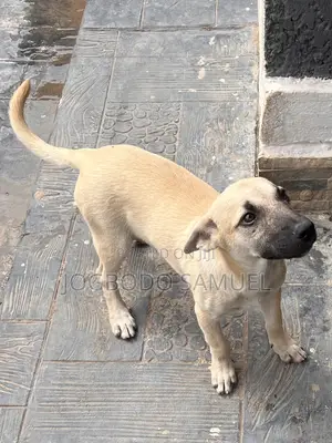 3-6 months Female Mixed Breed Boerboel