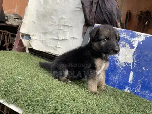 1-3 months Female Purebred German Shepherd