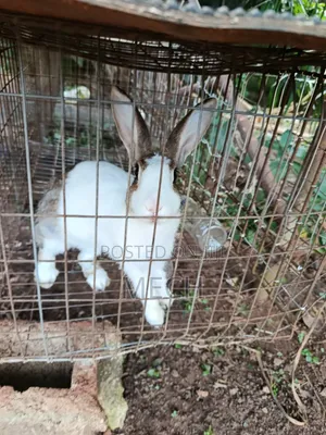 Matured Female Rabbit
