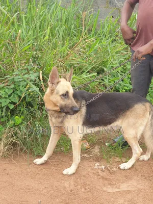 1+ year Male Purebred German Shepherd