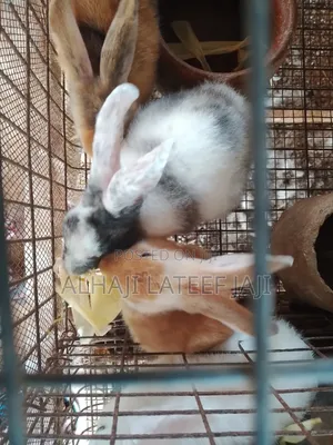 Rabbits (White Dove)