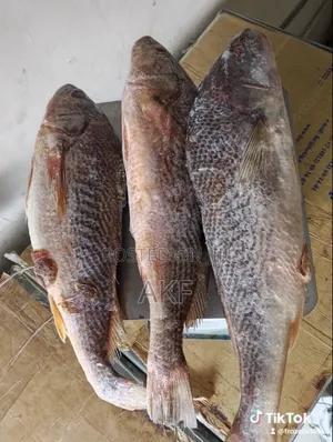 Croaker Fish