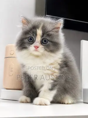 1-3 months Female Purebred Persian