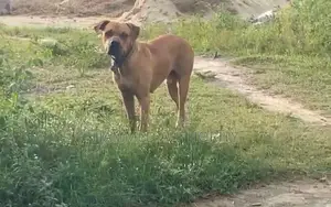 1+ year Male Purebred Boerboel