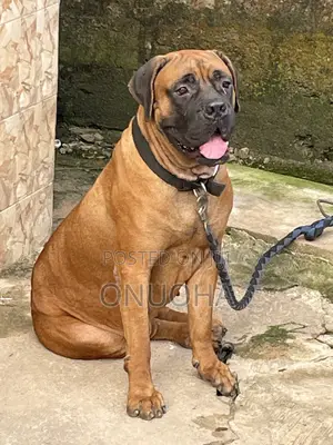 1+ year Female Purebred Bullmastiff