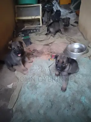 0-1 month Female Purebred German Shepherd