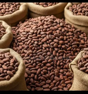 Well Dried Cocoa Beans