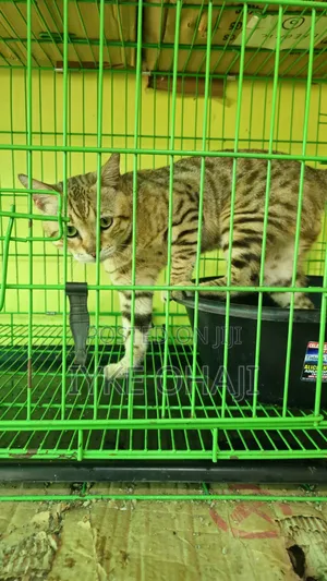 6-12 months Male Purebred Bengal
