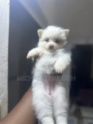 1-3 months Female Purebred Pomeranian