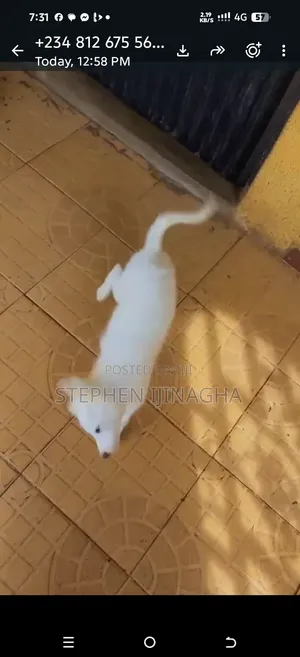 3-6 months Male Purebred American Eskimo