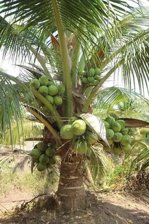 Hybrid Coconut