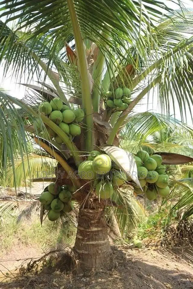 Hybrid Coconut