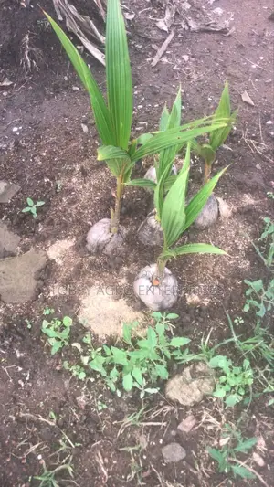 Hybrid Coconut