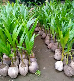 Hybrid Coconut