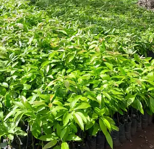 Avocado Seedlings