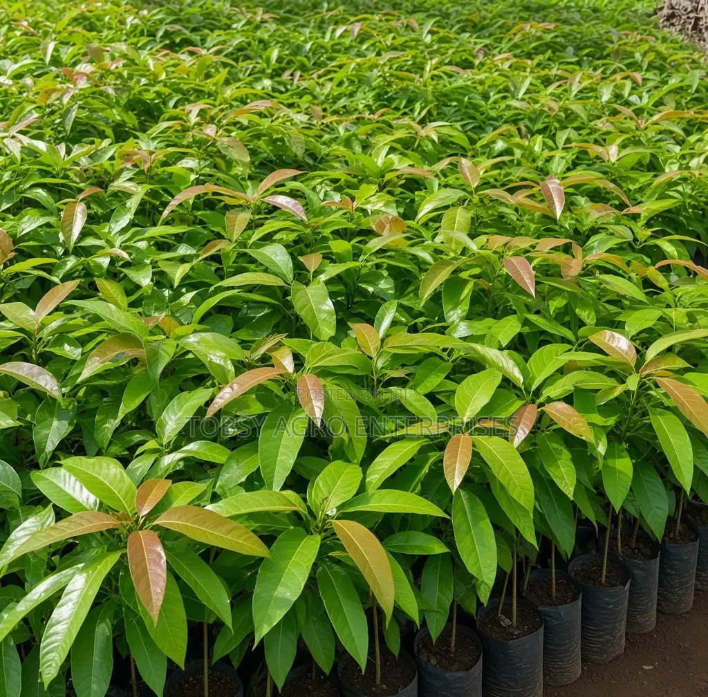 Mango Seedlings