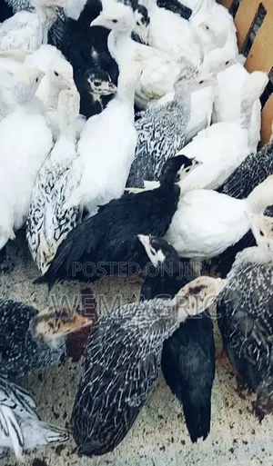 4 6 Weeks Local Turkeys