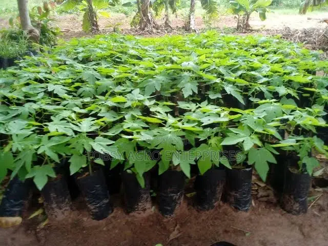 Pawpaw Seedlings