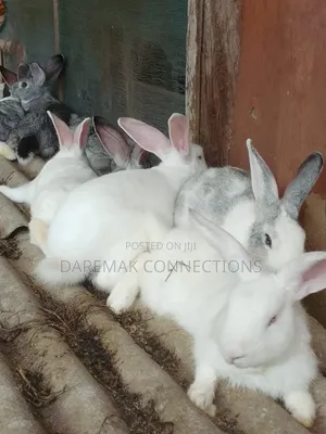 Rabbits for Sale