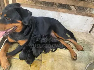 0-1 month Female Purebred Rottweiler