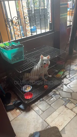 Collapsible Dog Cage for Sale