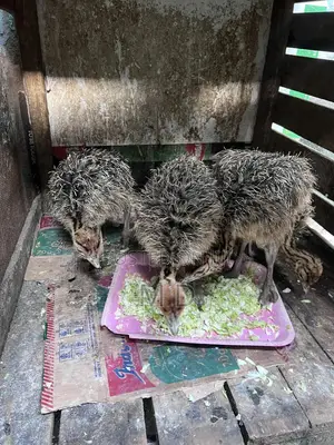 Young Ostrich