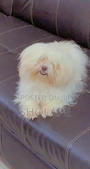 1+ year Female Purebred Lhasa Apso