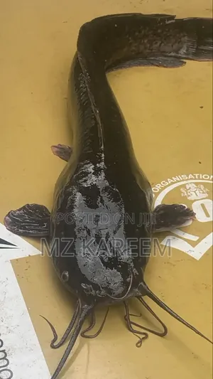 Live Catfish