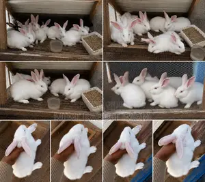 2 Months Old New Zealand White Rabbits for Sale 