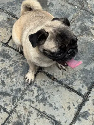 1+ year Female Purebred Pug
