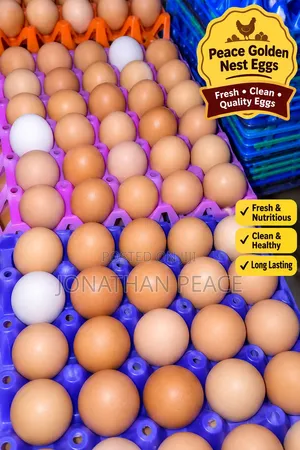 Fresh Quality Eggs for Sale – Wholesale Retail