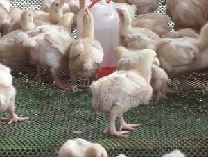Poultry Farming
