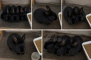 2 Months New Zealand Black Rabbits for Sale