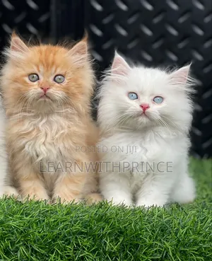 1-3 months Female Purebred Persian