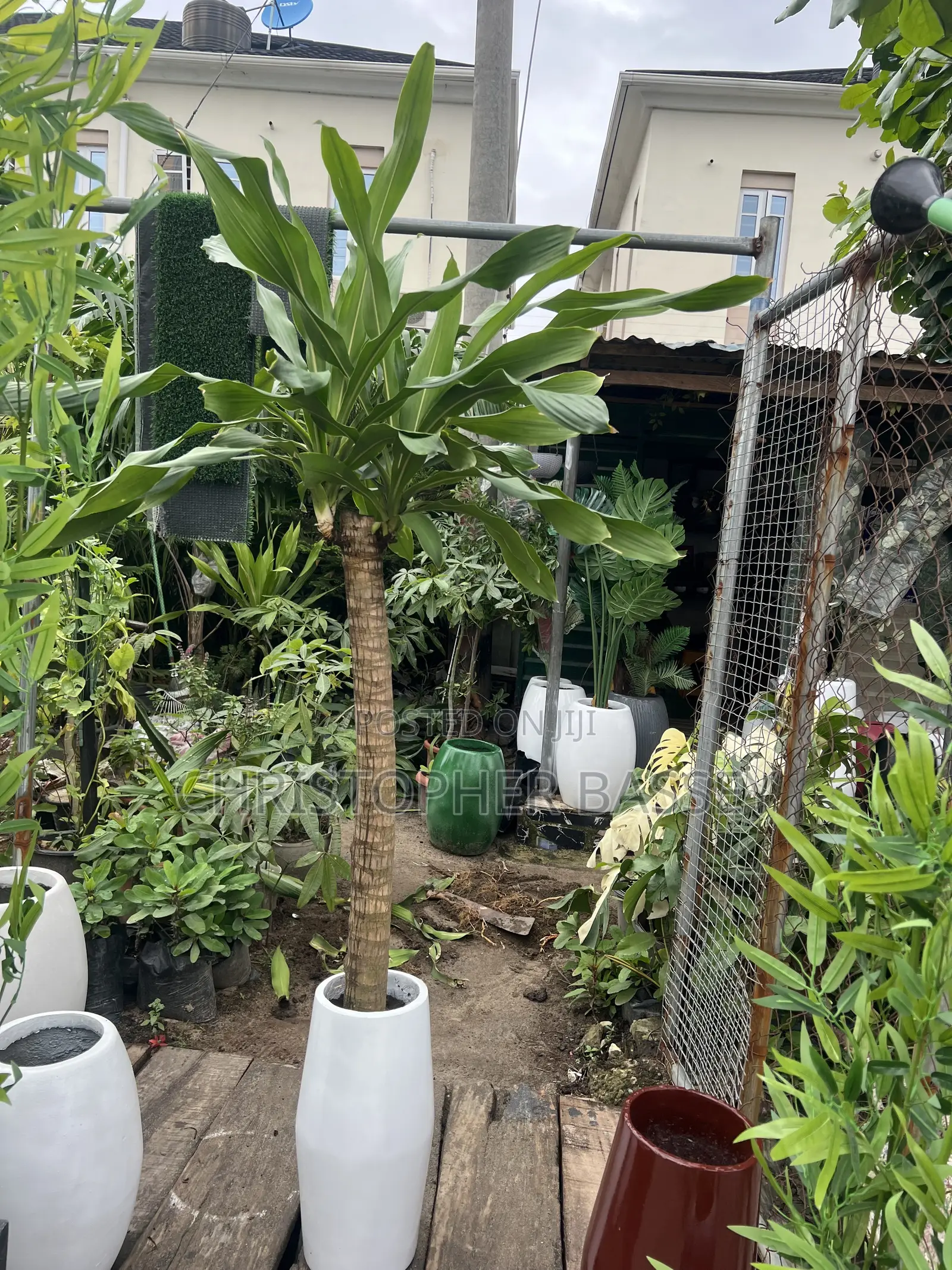 Corn Plant (Dracaena Fragrans). 
