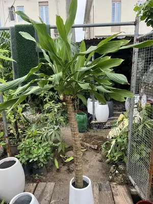 Corn Plant (Dracaena Fragrans). 