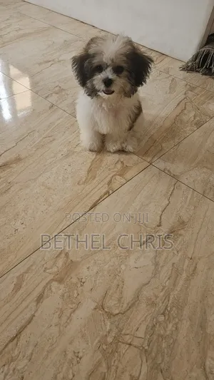 3-6 months Male Purebred Lhasa Apso