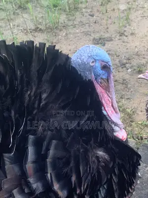 Matured Turkey
