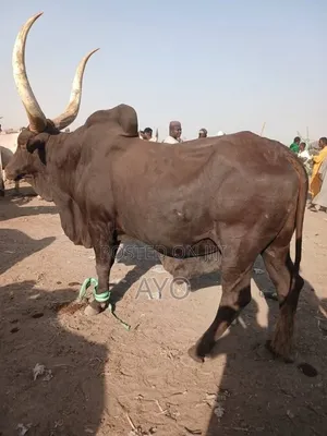 Healthy Cows Available for Sale
