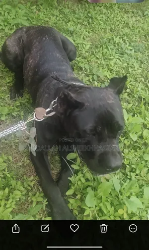 3-6 months Female Purebred Cane Corso
