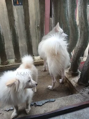 1+ year Female Purebred American Eskimo