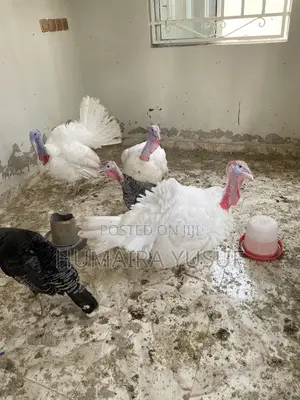 Hybrid Turkey for Christmas-15kg