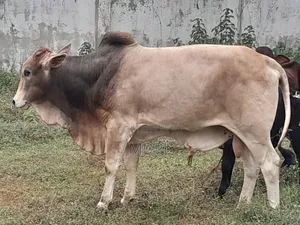 Hornless Cows