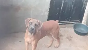 6-12 months Male Purebred Boerboel