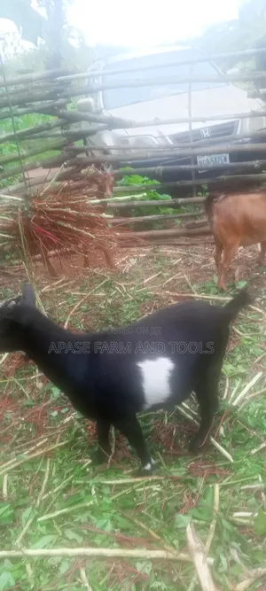 9 Big Pregnant Goat and 3 Male for Sales