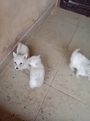0-1 month Male Purebred American Eskimo