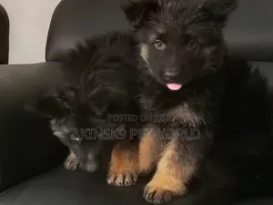 1-3 months Female Purebred German Shepherd